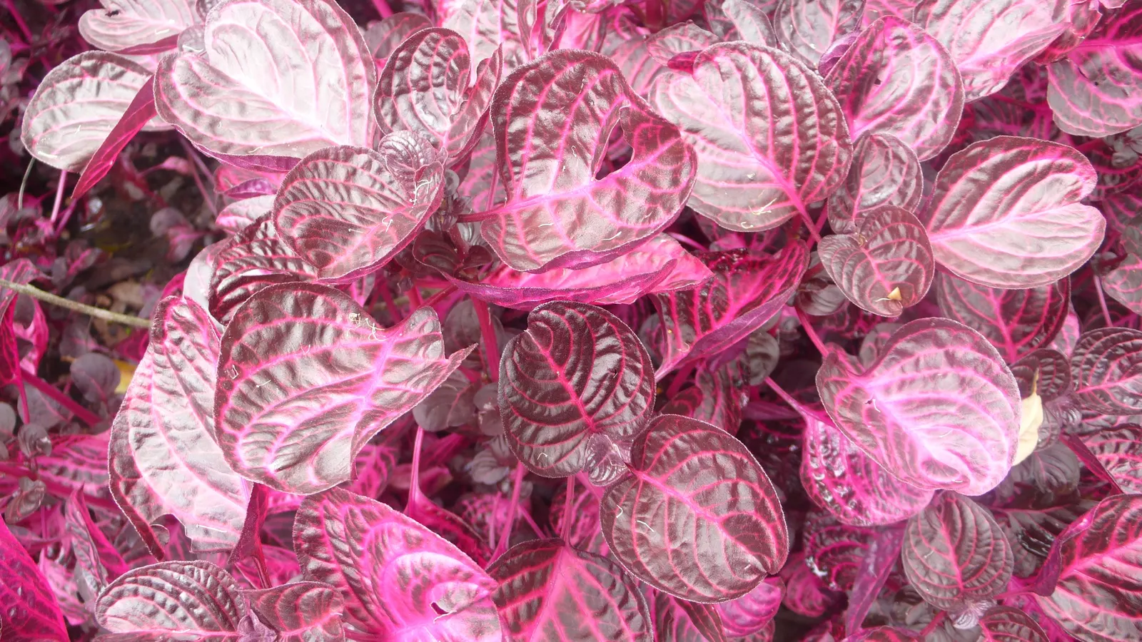Bloodleaf (Iresine Herbstii) — Bloodleaf (Iresine herbstii) is a vivid perennial, cherished for its striking red to purple foliage; reaching a compact height