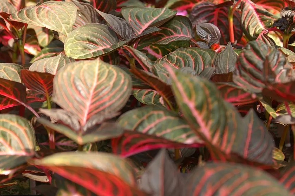 Bloodleaf (Iresine Herbstii) — a vibrant and lush herbaceous perennial sure to enrich the aesthetic vibrancy of any garden
