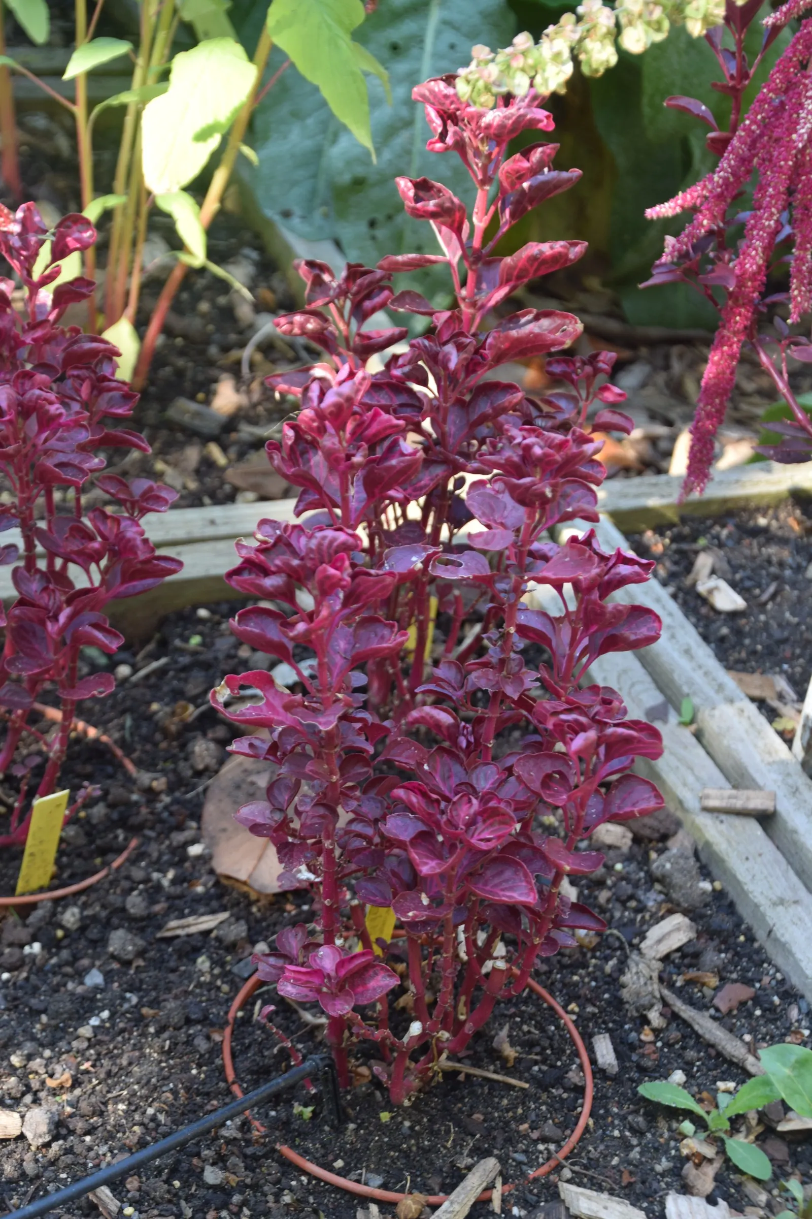 Bloodleaf (Iresine Herbstii) — a vibrant and lush herbaceous perennial sure to enrich the aesthetic vibrancy of any garden; depending on light exposure