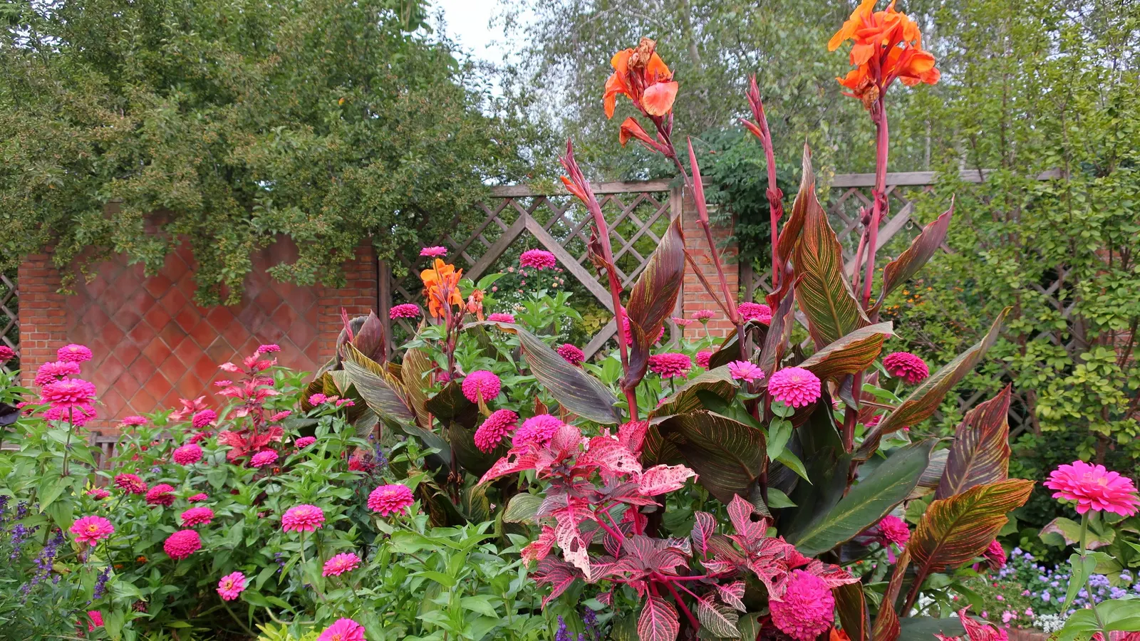 Bloodleaf (Iresine Herbstii) — reaching a compact height of 12-18 inches; feed it every two weeks with a balanced, water-soluble fertilizer during the growing