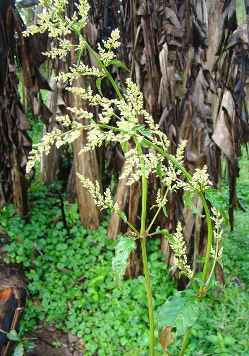 Bloodleaf (Iresine Herbstii) — Feed it every two weeks with a balanced, water-soluble fertilizer during the growing season for robust growth