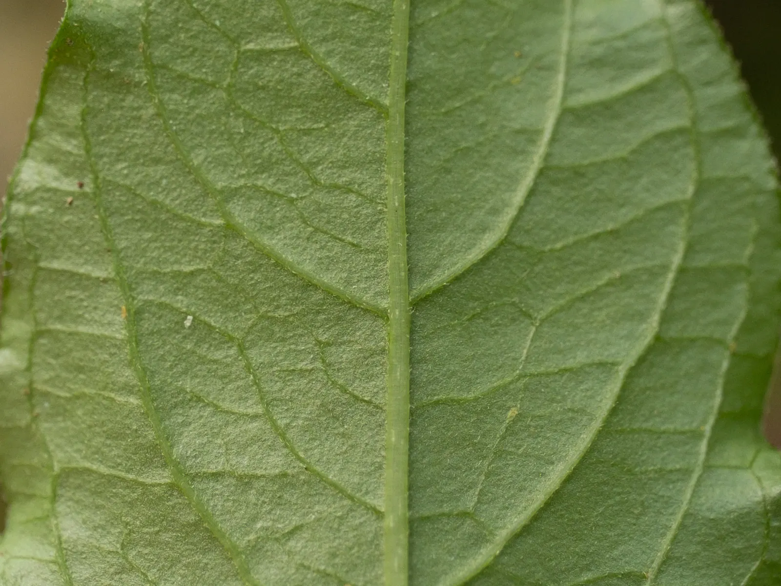 Bloodleaf (Iresine Herbstii) — Introducing the striking Iresine herbstii; drawing eyes with its bold color and luxuriant presence, image 89