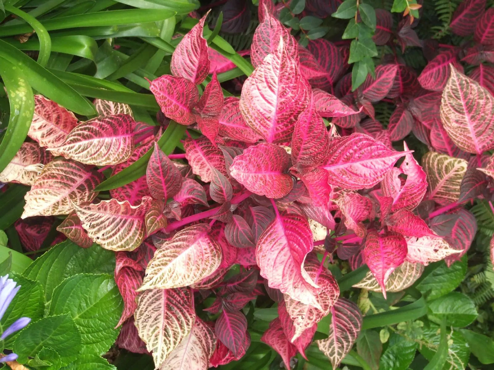 Bloodleaf (Iresine Herbstii) — or it may be cultivated as an annual in cooler regions; given its tropical nature, image 69
