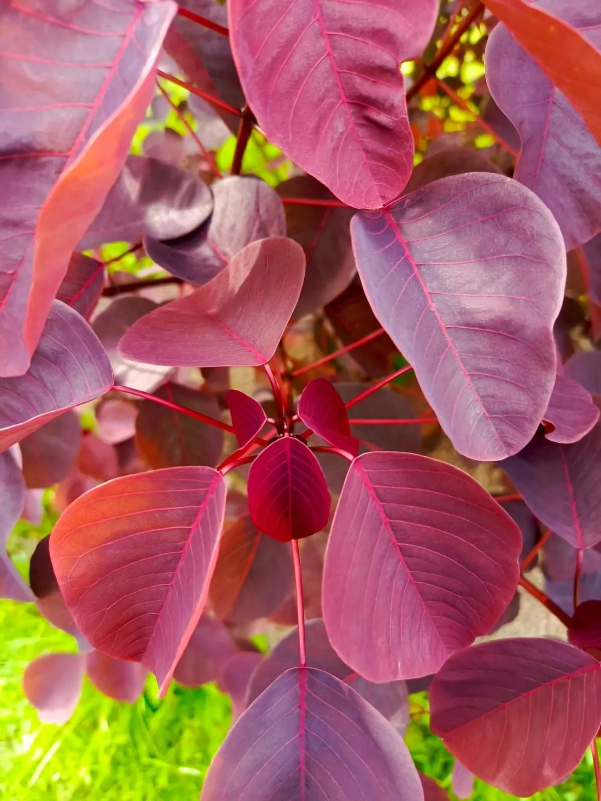 Bloodleaf (Iresine Herbstii) — depending on light exposure; bloodleaf performs best with consistent moisture and can be used as a striking accent, image 94