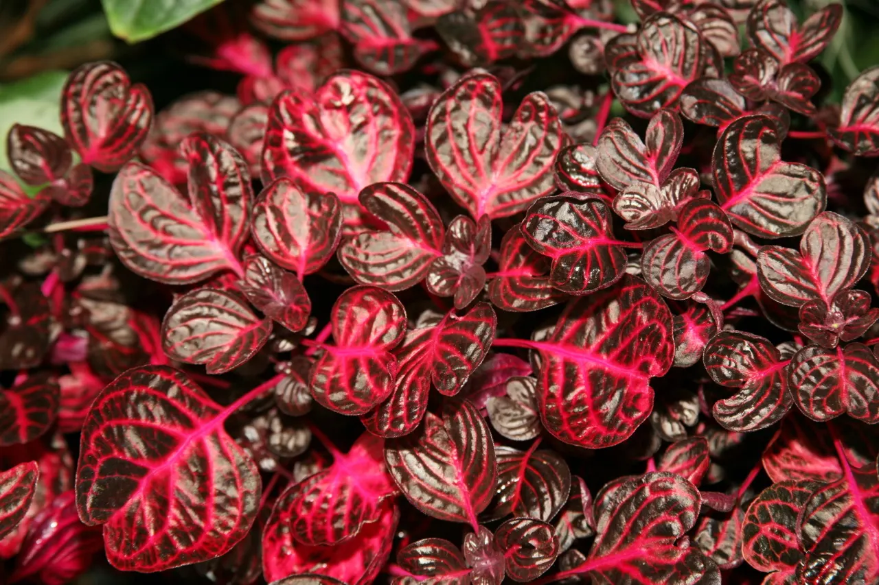 Bloodleaf (Iresine Herbstii) — the Bloodleaf is celebrated for its arresting foliage