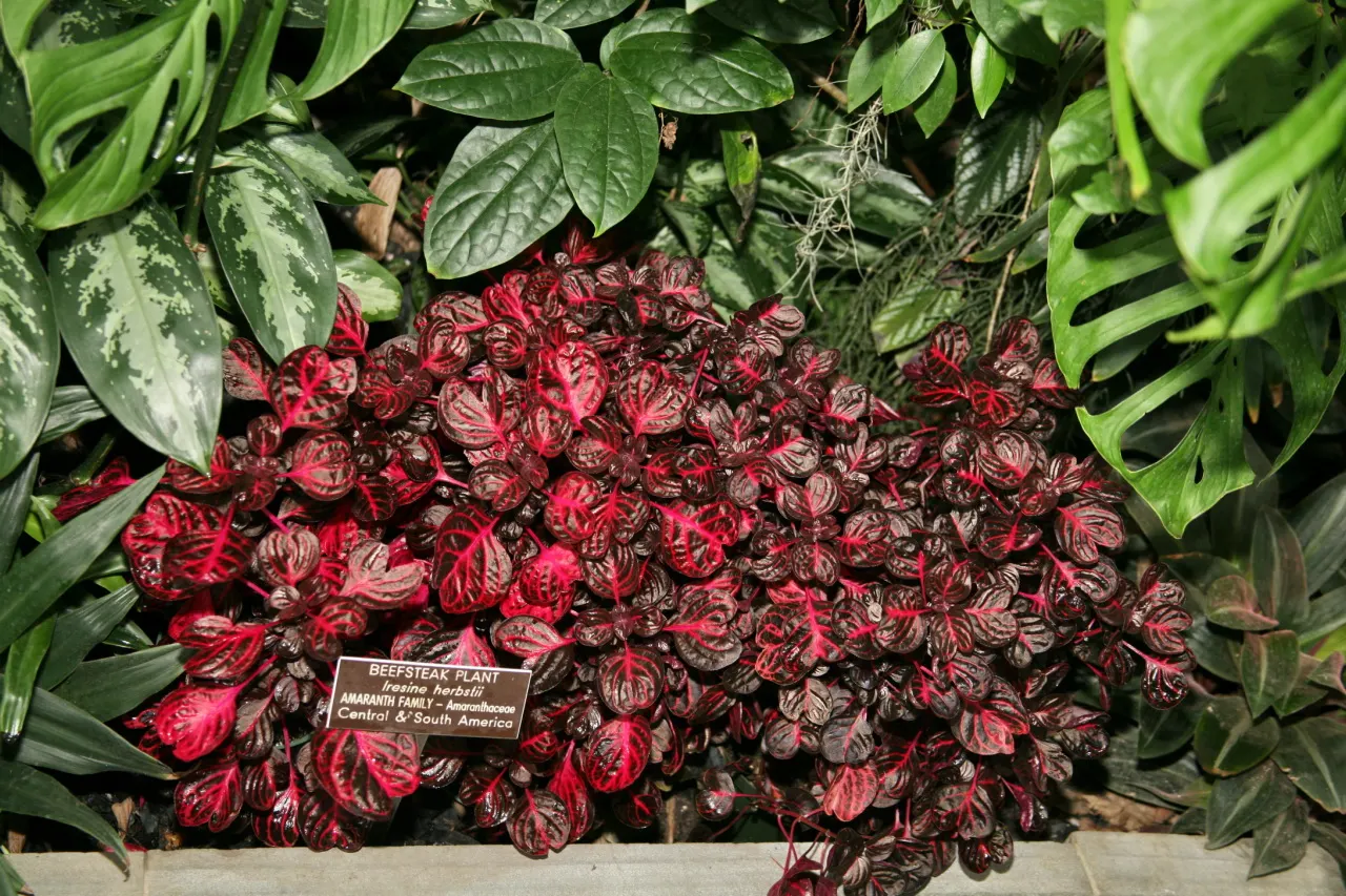 Bloodleaf (Iresine Herbstii) — Bloodleaf performs best with consistent moisture and can be used as a striking accent plant