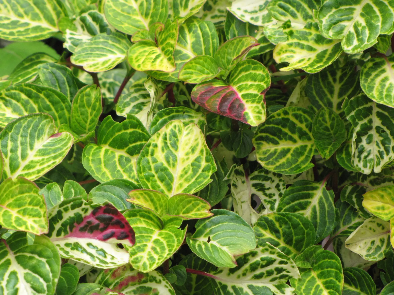 Bloodleaf (Iresine Herbstii) — The optimal growing conditions encompass consistently moist; bloodleaf (Iresine herbstii) is a vivid perennial, cherished for