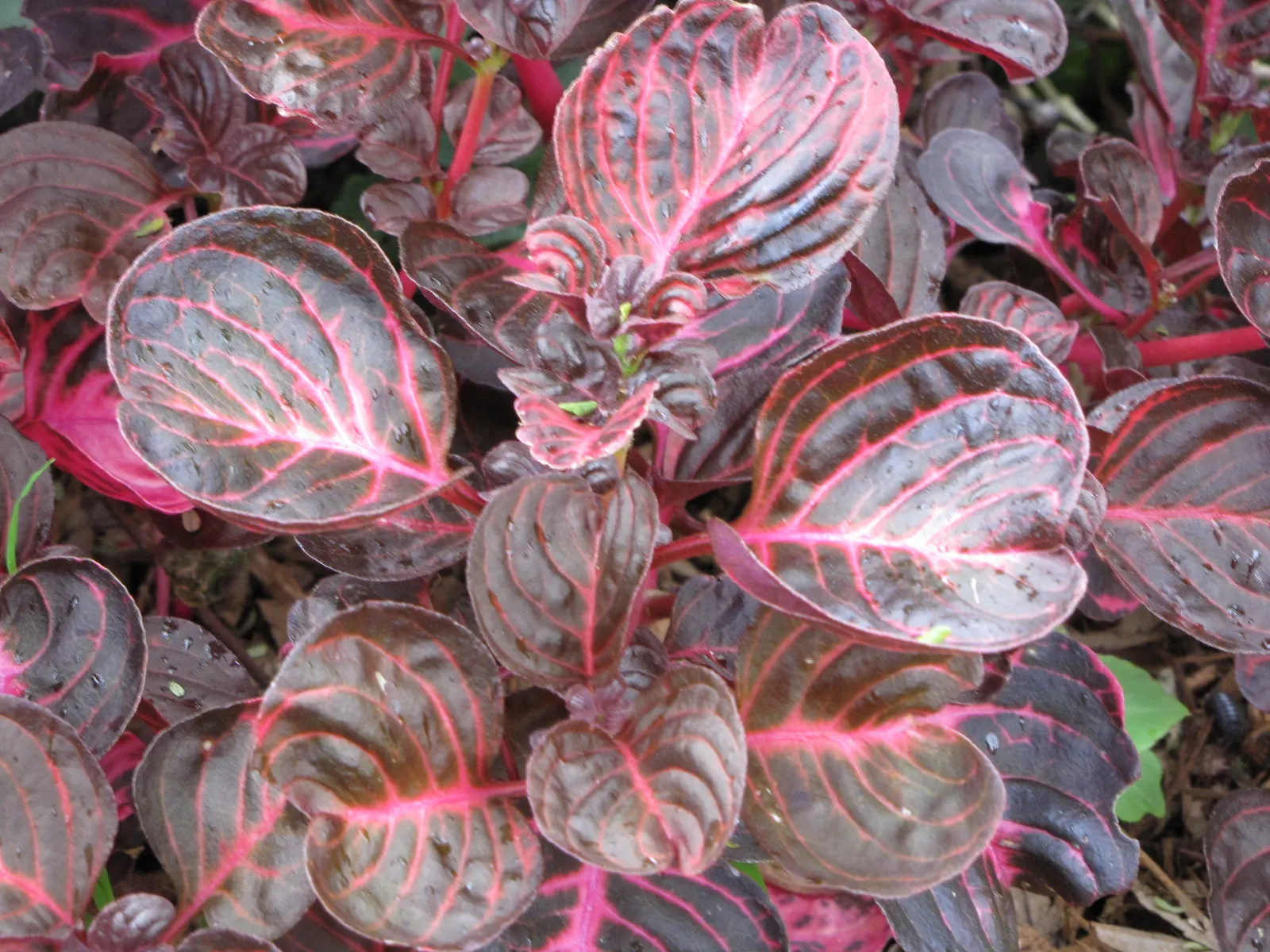Bloodleaf (Iresine Herbstii) — commonly known as Bloodleaf; it requires well-drained soil and regular watering