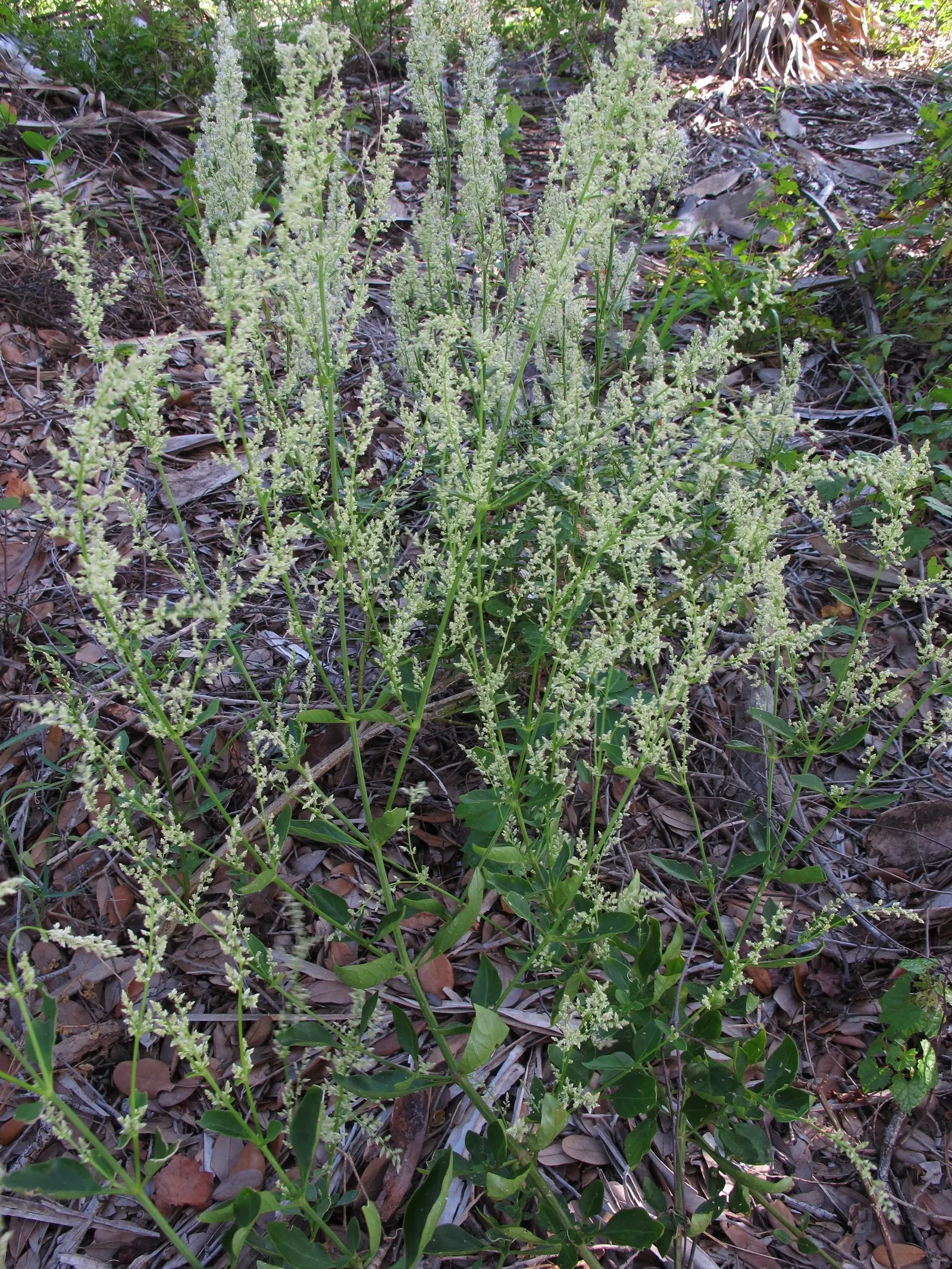 Bloodleaf (Iresine Herbstii) — Perfect for adding a splash of color to borders or containers, image 86