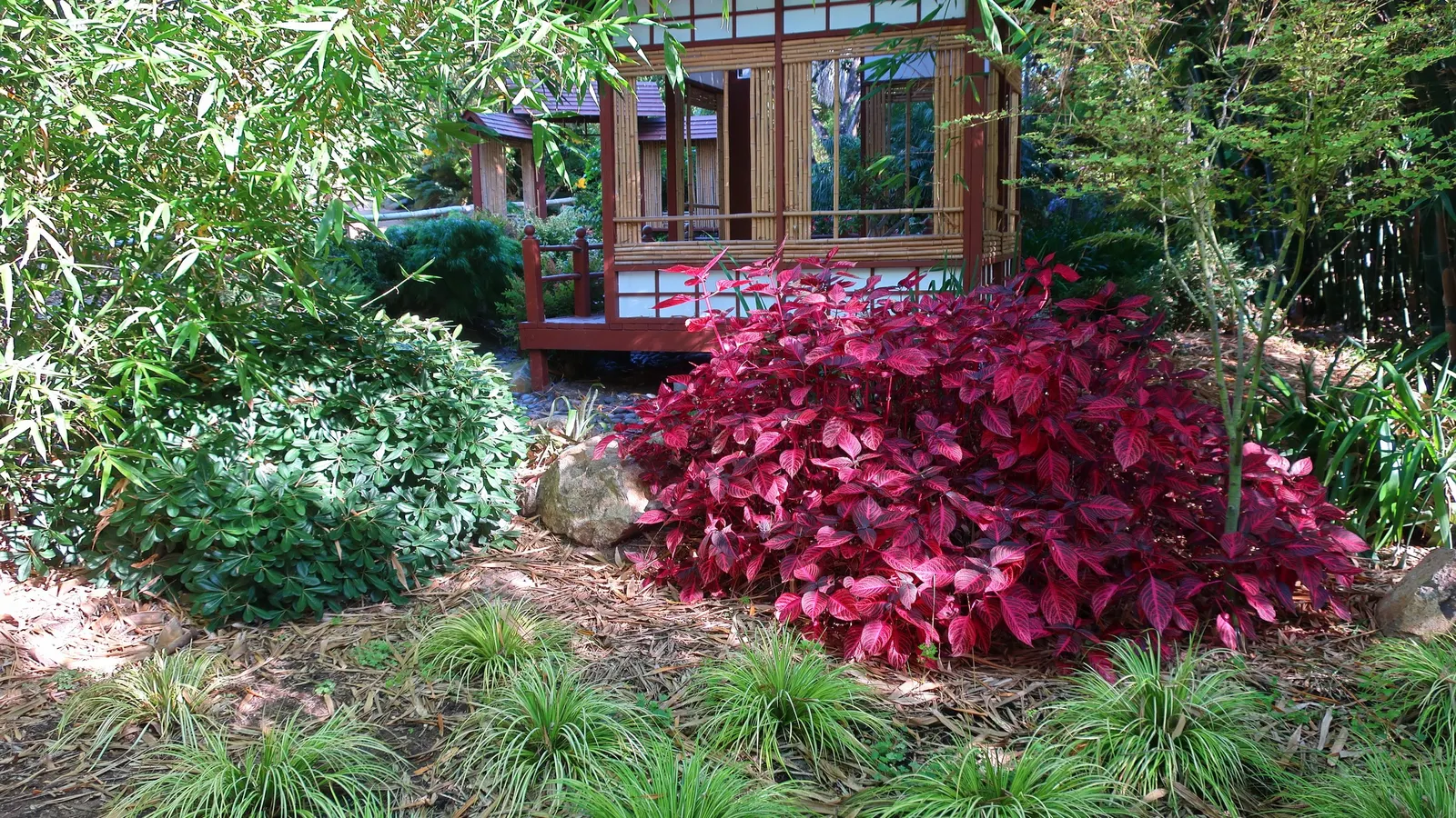 Bloodleaf (Iresine Herbstii) — a vibrant and lush herbaceous perennial sure to enrich the aesthetic vibrancy of any garden; depending on light, image 64