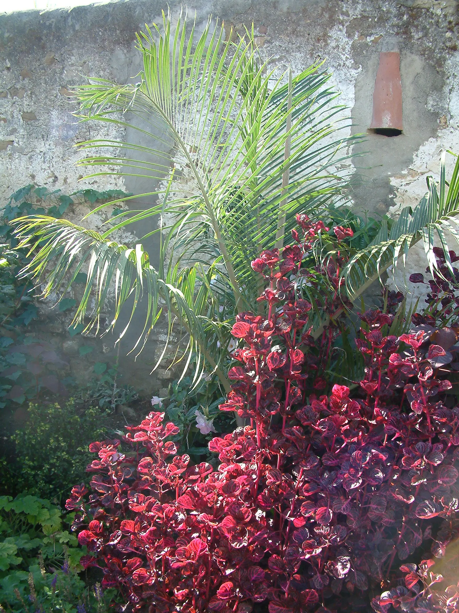 Bloodleaf (Iresine Herbstii) — Feed it every two weeks with a balanced, water-soluble fertilizer during the growing season for robust growth; a, image 79