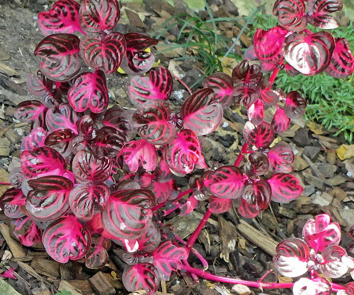 Bloodleaf (Iresine Herbstii) — which may result in a more muted leaf color; or it may be cultivated as an annual in cooler regions, image 72