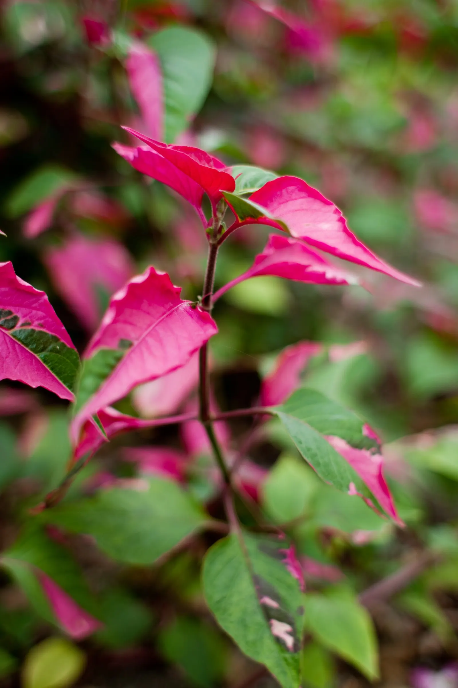 Bloodleaf (Iresine Herbstii) — reaching a compact height of 12-18 inches; feed it every two weeks with a balanced, water-soluble fertilizer during, image 58