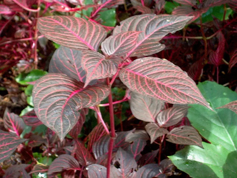 Bloodleaf (Iresine Herbstii) — Given its tropical nature; commonly known as Bloodleaf