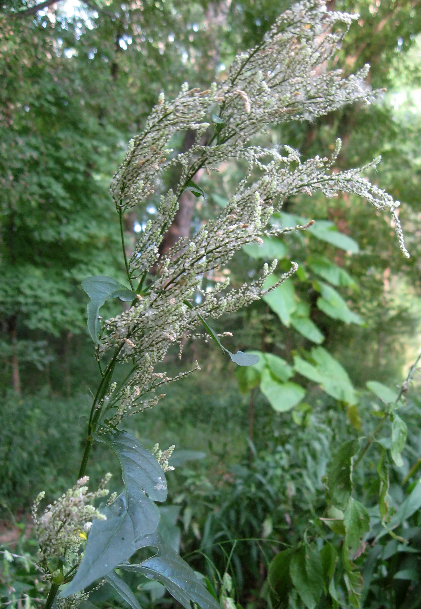 Bloodleaf (Iresine Herbstii) — Bloodleaf performs best with consistent moisture and can be used as a striking accent plant; the Bloodleaf stands, image 88