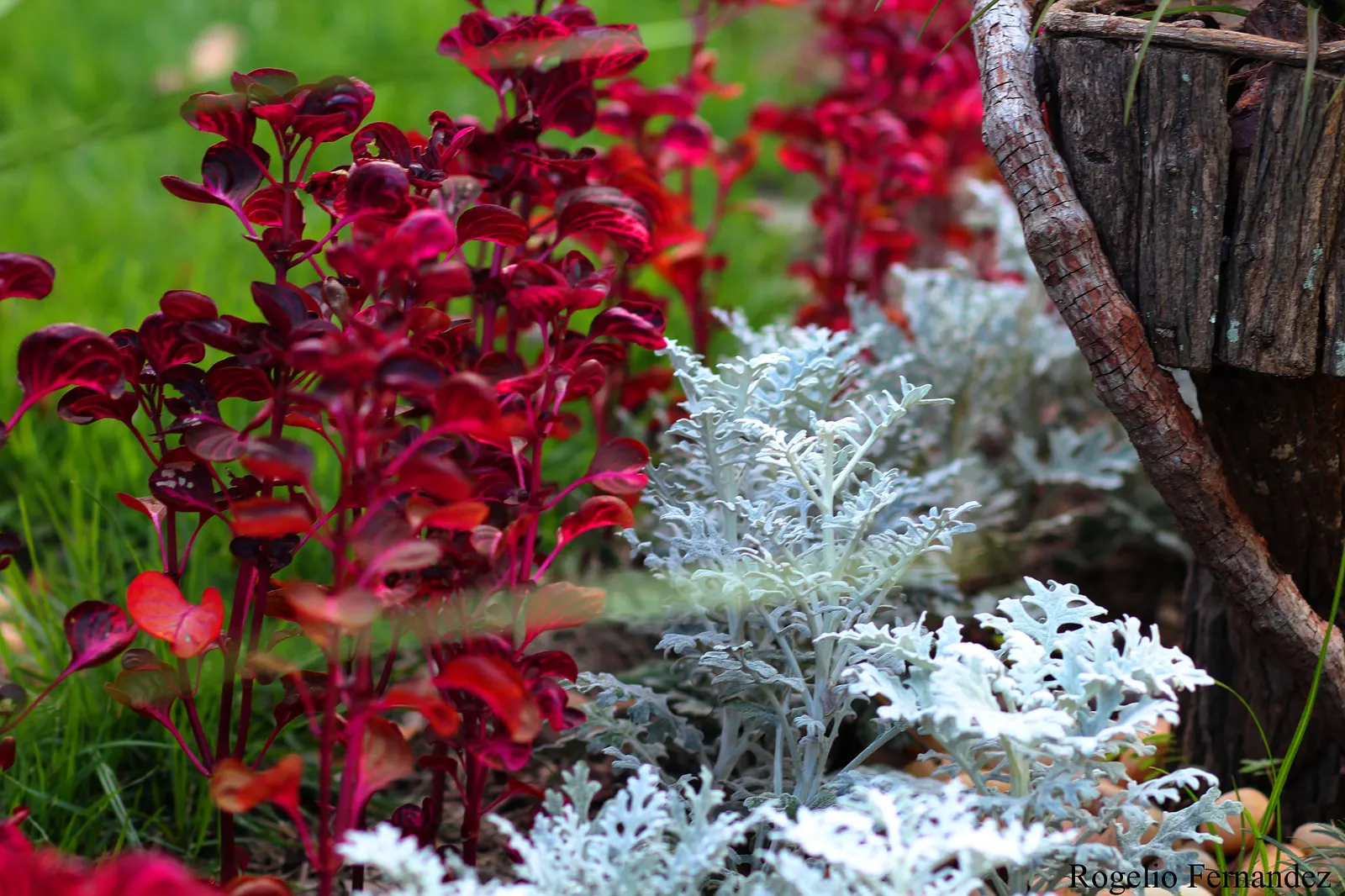 Bloodleaf (Iresine Herbstii) — Perfect for adding a splash of color to borders or containers, image 59