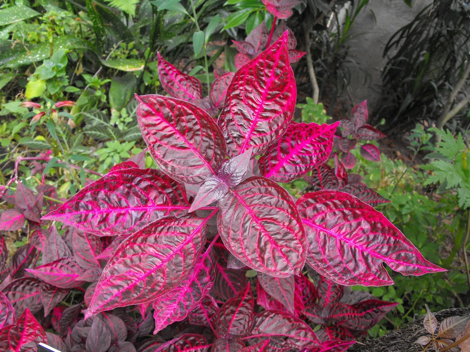 Bloodleaf (Iresine Herbstii) — depending on light exposure; bloodleaf performs best with consistent moisture and can be used as a striking accent plant