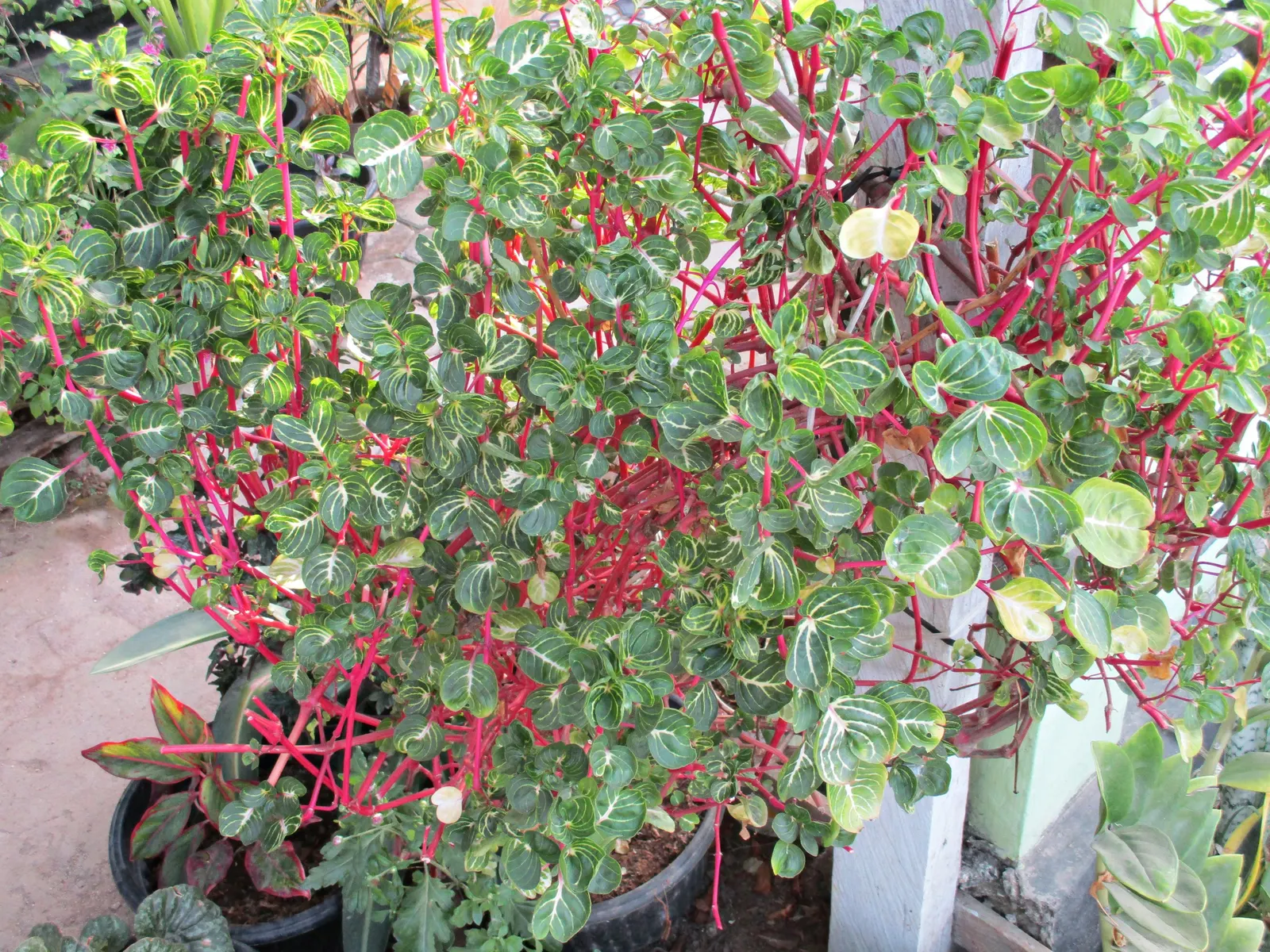 Bloodleaf (Iresine Herbstii) — making it an ideal selection for mid-ground textural contrast in garden compositions; thriving in USDA zones 10-11, image 74
