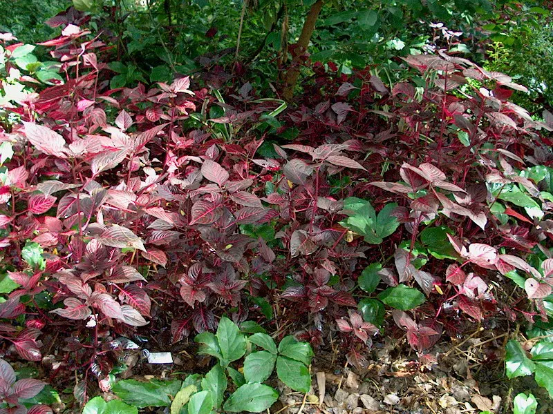 Bloodleaf (Iresine Herbstii) — which showcases an intense palette of deep reds to burgundy