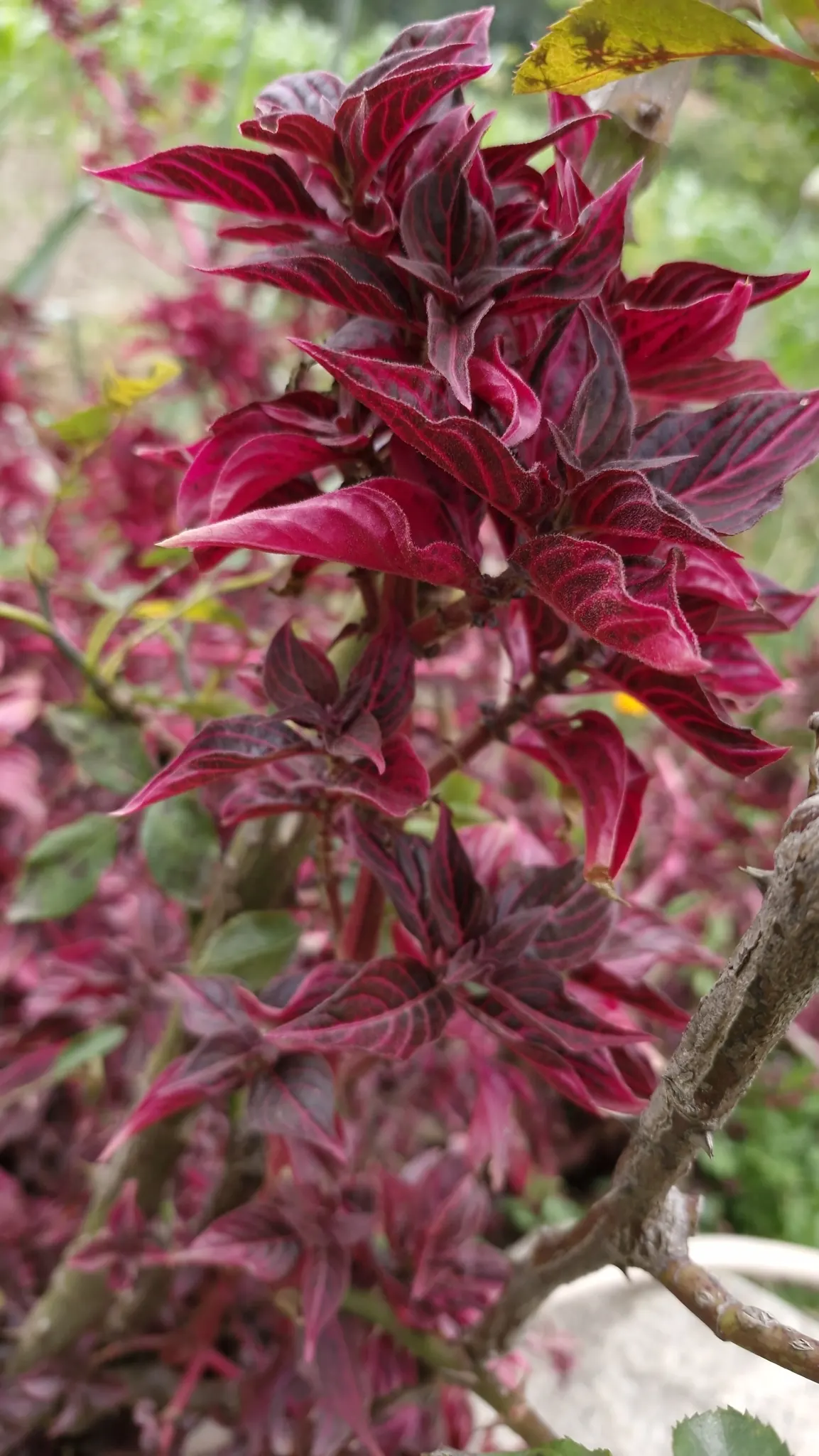 Bloodleaf (Iresine Herbstii) — The optimal growing conditions encompass consistently moist; bloodleaf (Iresine herbstii) is a vivid perennial, image 70
