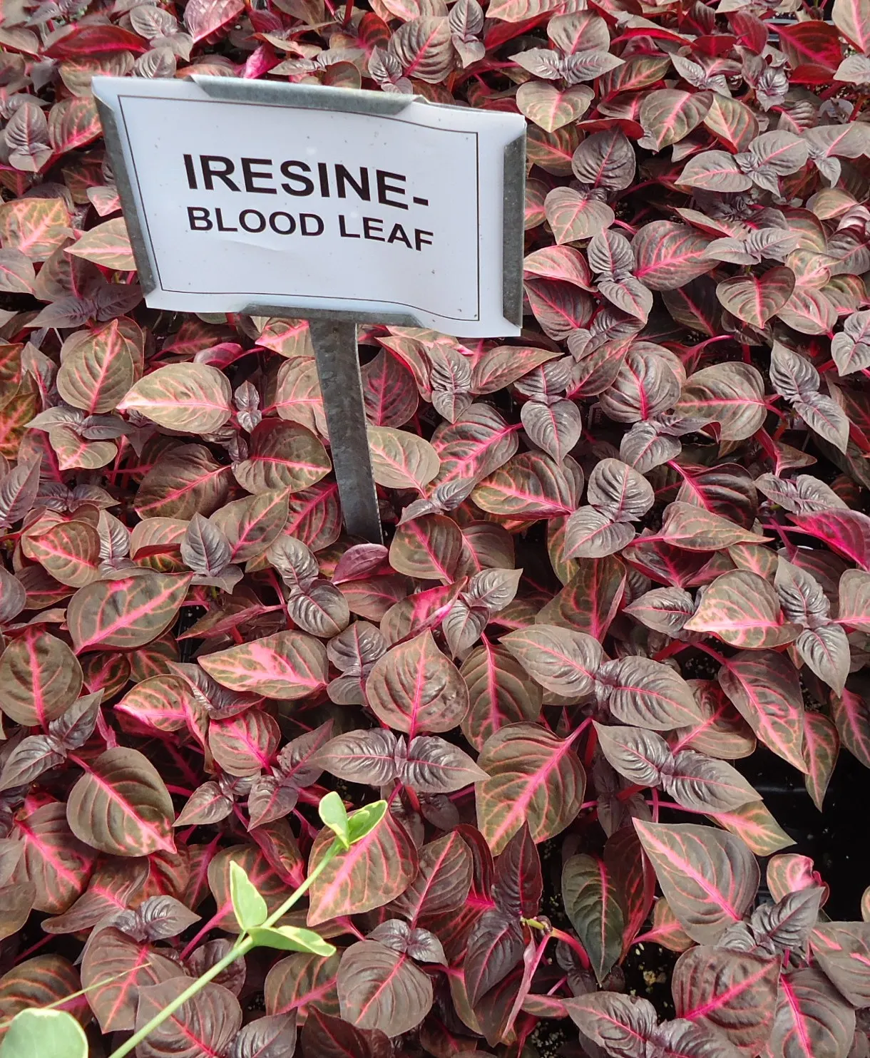 Bloodleaf (Iresine Herbstii) — perennial for full or half