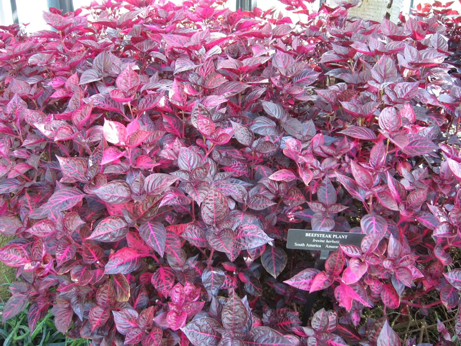 Bloodleaf (Iresine Herbstii) — Bloodleaf (Iresine herbstii) is a vivid perennial, cherished for its striking red to purple foliage; reaching a, image 55