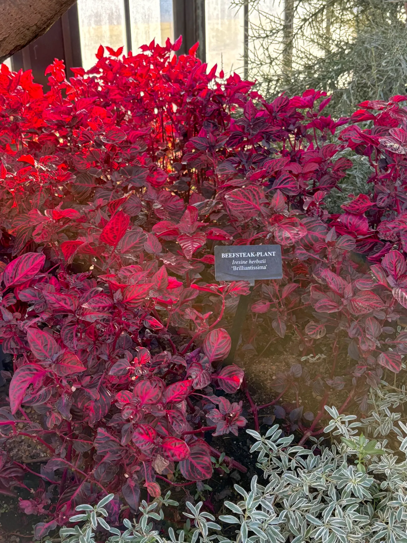 Bloodleaf (Iresine Herbstii) — it requires well-drained soil and regular watering