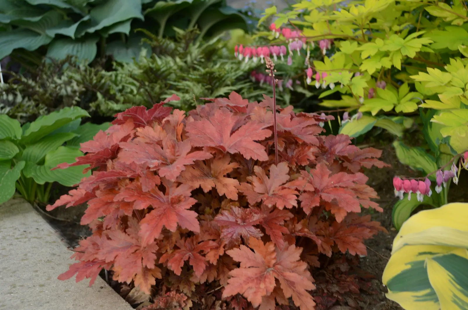 'Hopscotch' Foamy Bells (Heucherella hybrid) — The effect is richly textural rather than flashy