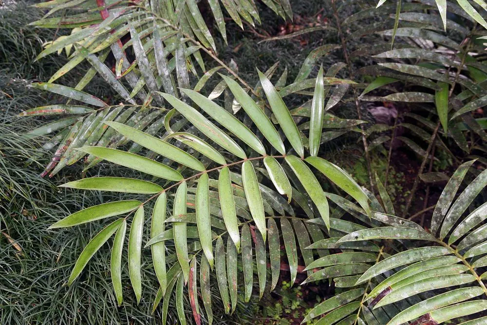 Coontie (Zamia Pumila) — so careful placement is advised in areas with pets or children; separate male and female plants are required for reproduction