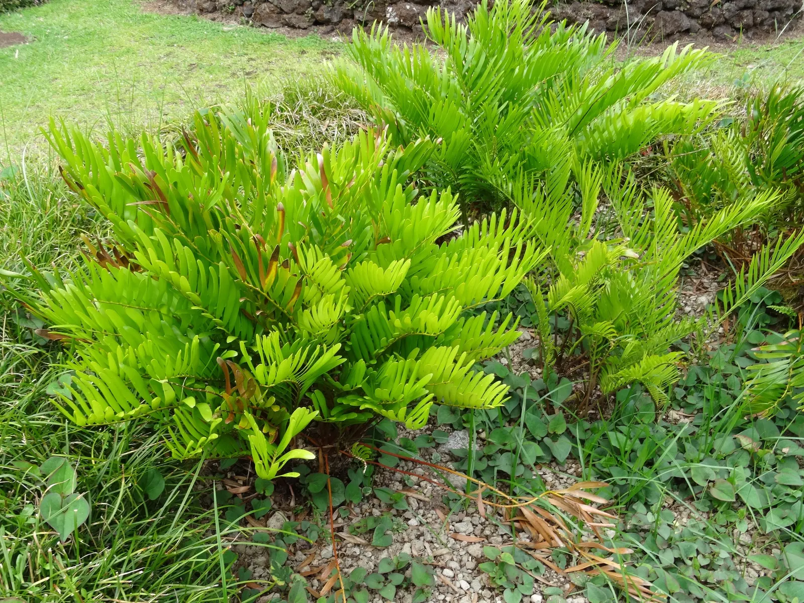 Coontie (Zamia Pumila) — Tolerates drought once established