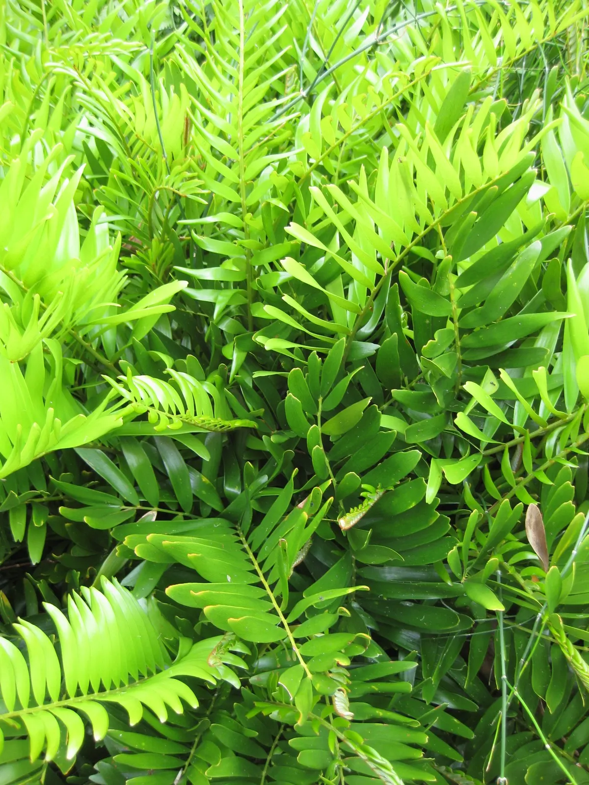 Coontie (Zamia Pumila) — consider its slow growth rate and modest size; the foliage is a deep green