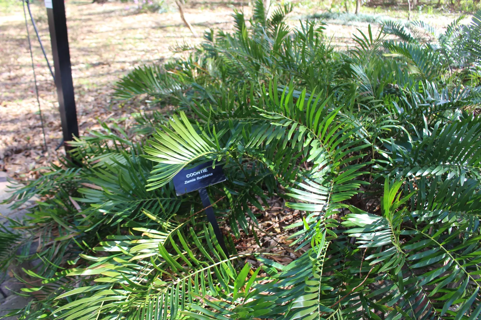 Coontie (Zamia Pumila) — palm for full or half