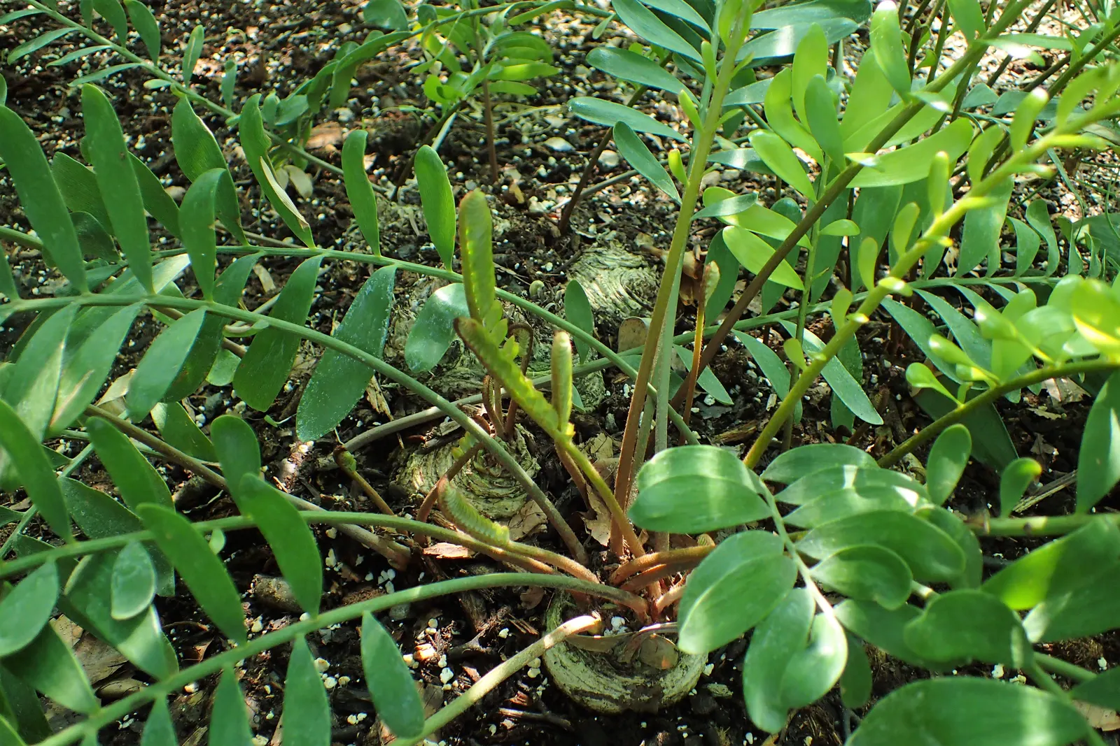 Coontie (Zamia Pumila) — Endemic to the southeastern United States