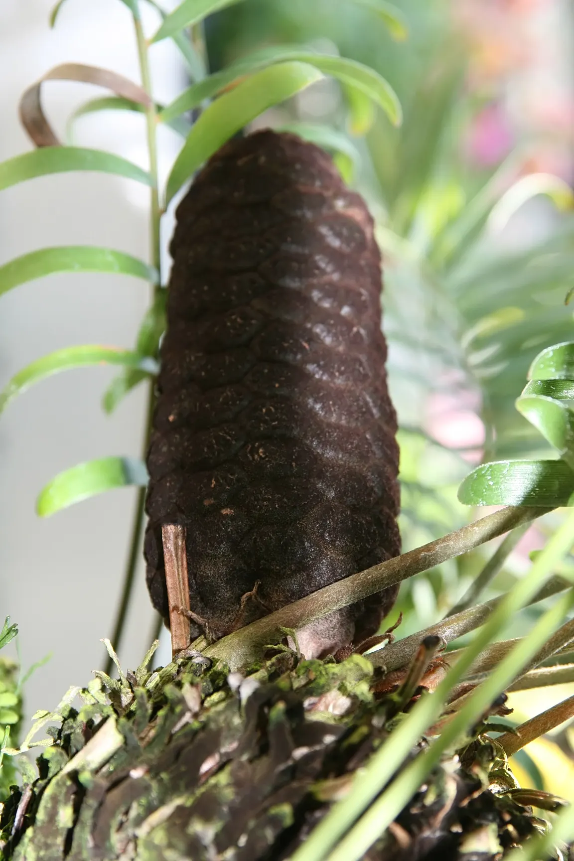 Coontie (Zamia Pumila) — The foliage is a deep green; tolerates drought once established