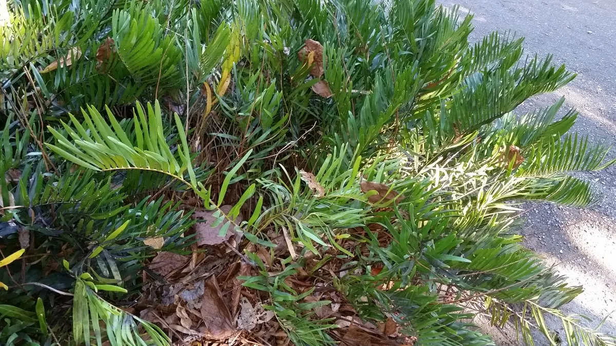 Coontie (Zamia Pumila) — sometimes with a slight bluish tinge