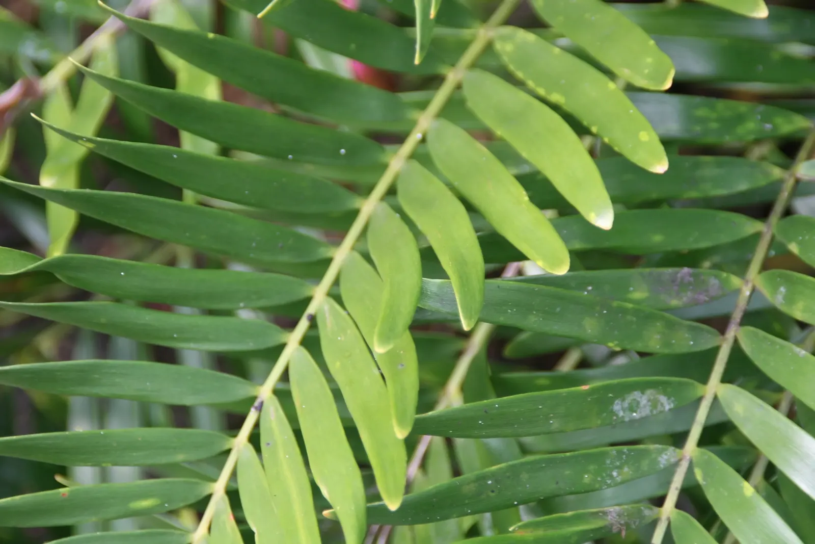 Coontie (Zamia Pumila) — Its ruggedness allows it to thrive in USDA zones 8-11, making it an ideal groundcover or accent plant; palm for full or half