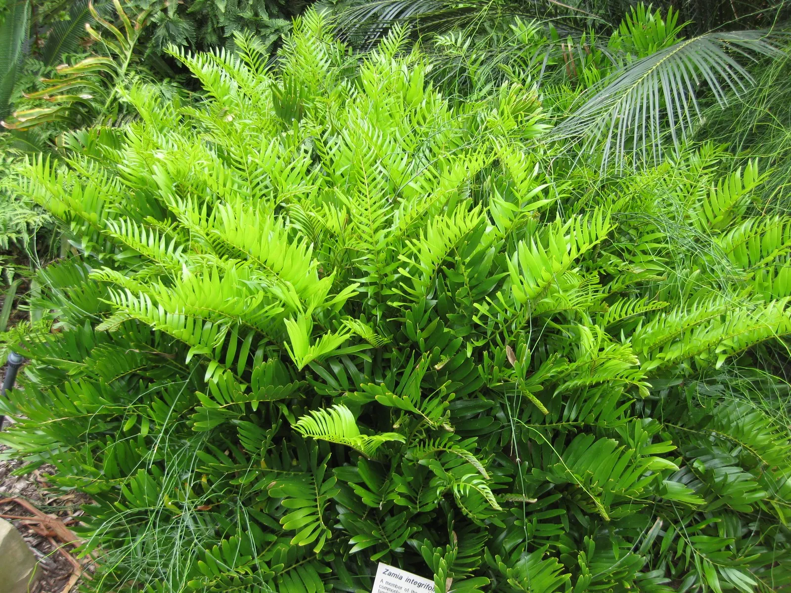 Coontie (Zamia Pumila) — Prefers well-drained soil with partial to full sun exposure; scientifically known as Zamia pumila