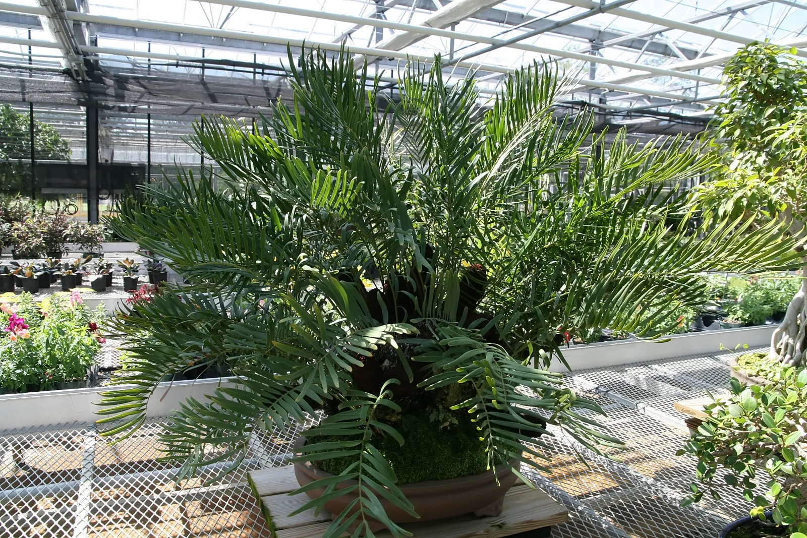 Coontie (Zamia Pumila) — this resilient evergreen plant presents as a low-growing and attractive addition to your garden; reaching only about 1 to 3 feet in