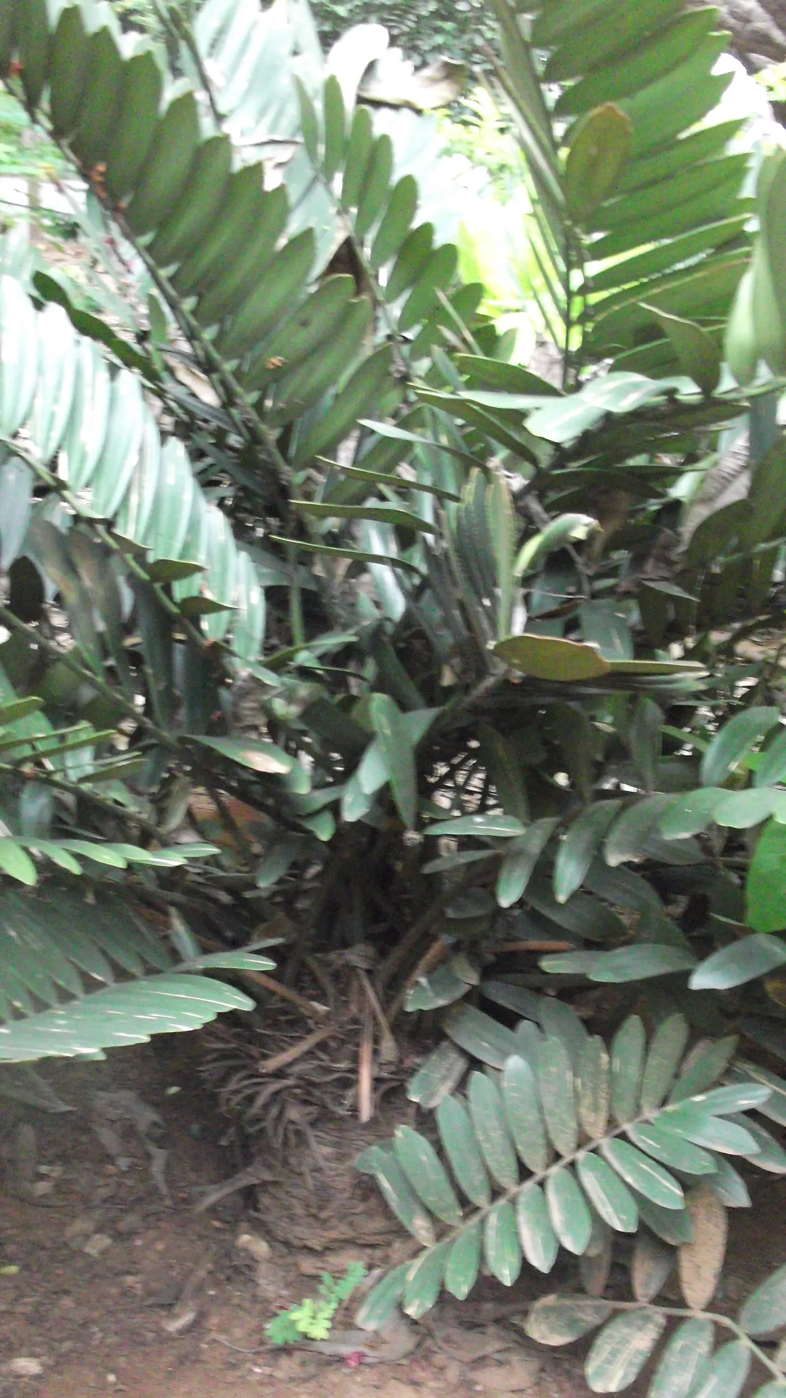 Coontie (Zamia Pumila) — scientifically known as Zamia pumila