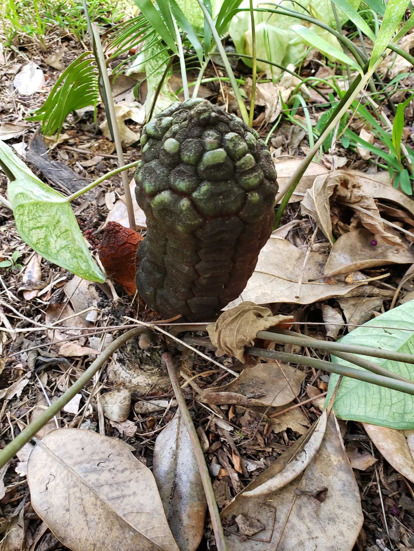 Coontie (Zamia Pumila) — The foliage is a deep green