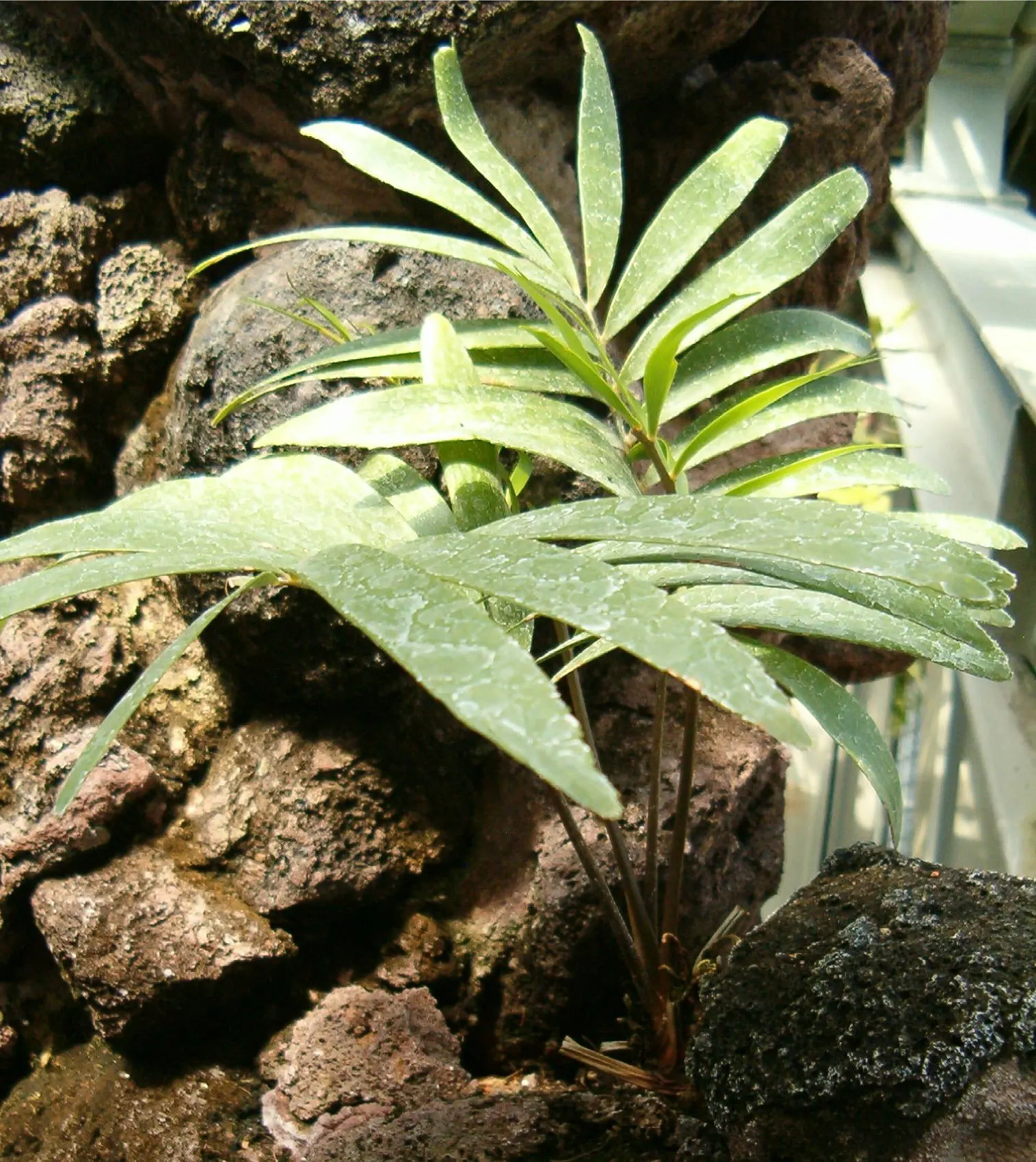 Coontie (Zamia Pumila) — and its prehistoric charm can be highlighted along pathways or in rock gardens