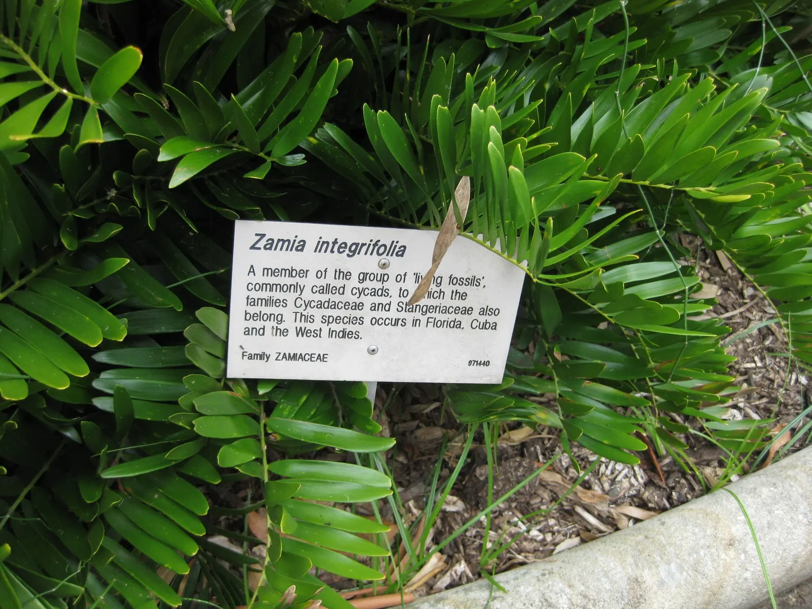 Coontie (Zamia Pumila) — contributing to an elegant and lush appearance.<br><br>As a dioecious species; consider its slow growth rate and modest size