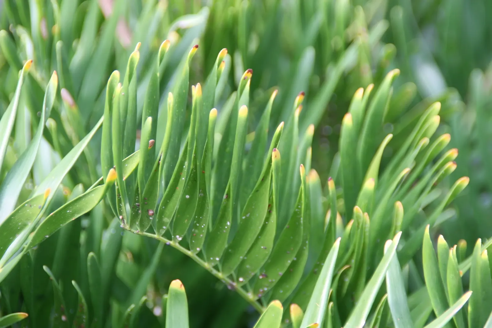 Coontie (Zamia Pumila) — With a hardiness in USDA zones 8b to 11; prefers well-drained soil with partial to full sun exposure
