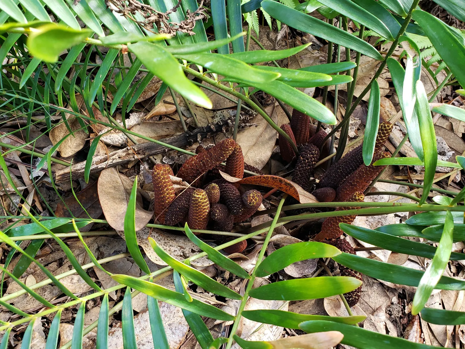 Coontie (Zamia Pumila) — contributing to an elegant and lush appearance.<br><br>As a dioecious species