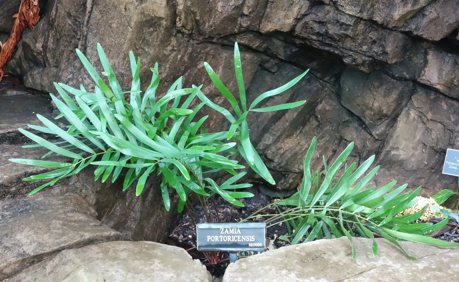 Coontie (Zamia Pumila) — separate male and female plants are required for reproduction