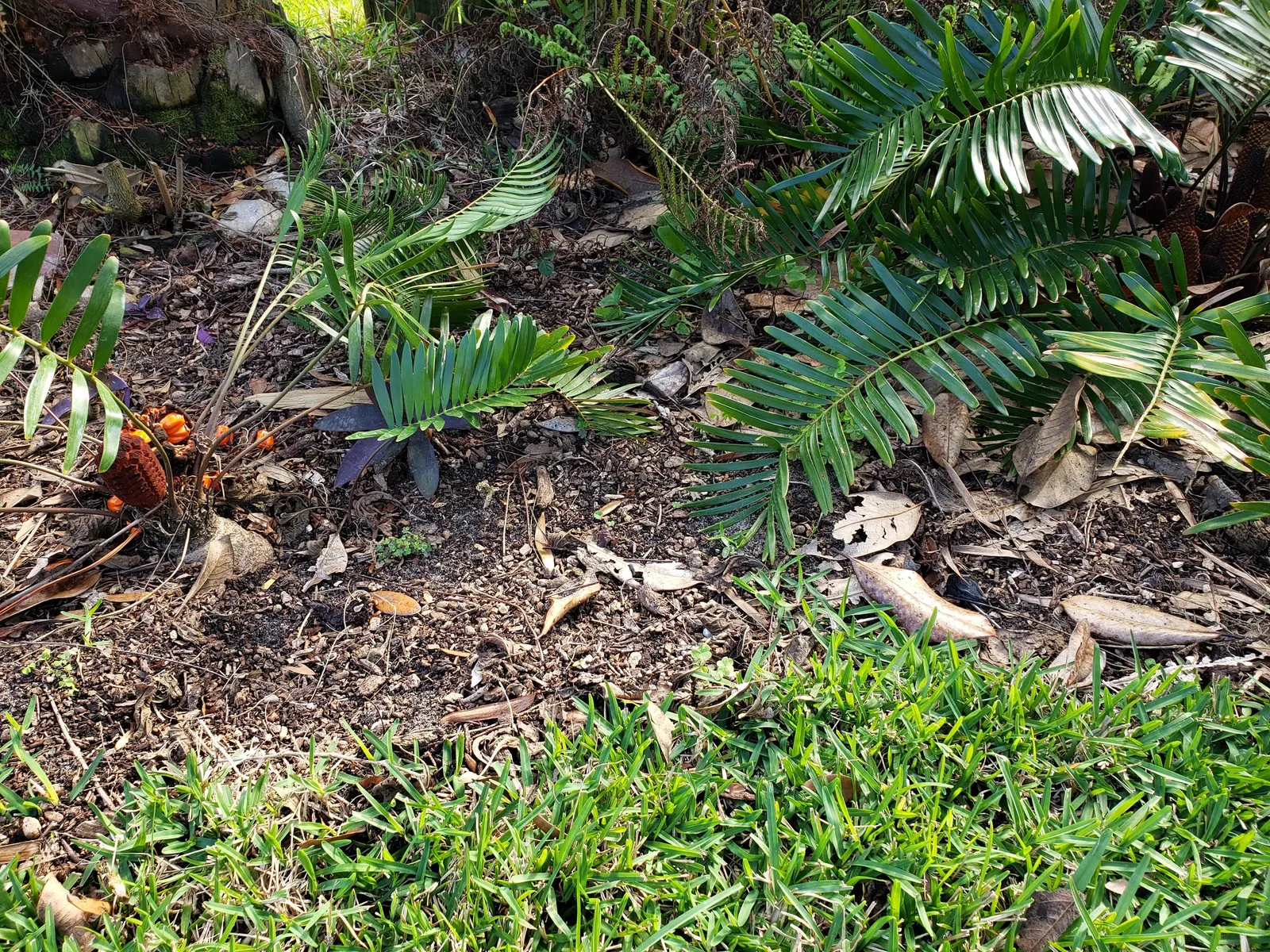 Coontie (Zamia Pumila) — reaching only about 1 to 3 feet in height with a similar spread.<br><br>The Coontie's glossy