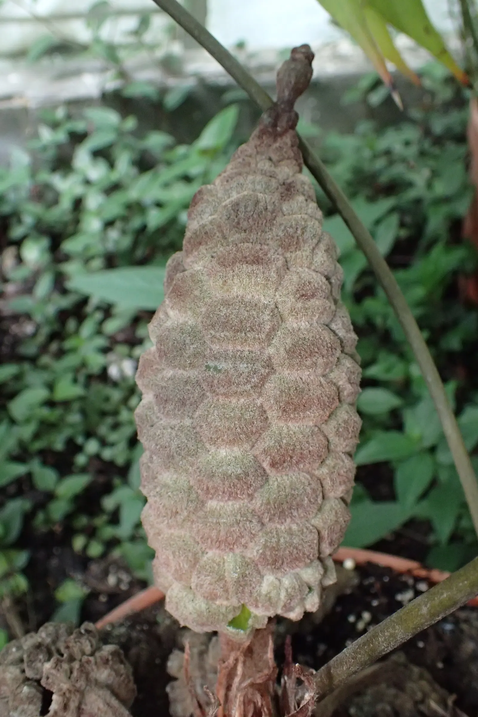 Coontie (Zamia Pumila) — This perennial shrub features feather-like; feather-like foliage emanates in a rosette pattern from a central stem, image 52