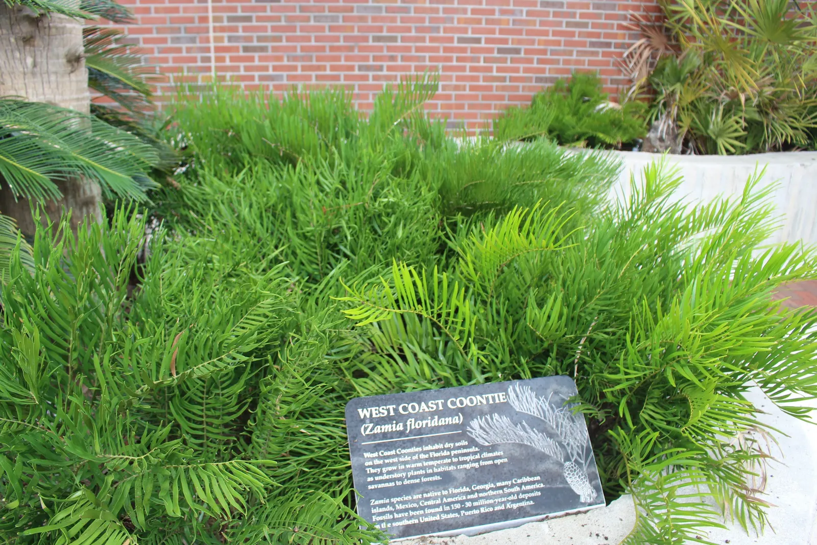 Coontie (Zamia Pumila) — This perennial shrub features feather-like; feather-like foliage emanates in a rosette pattern from a central stem
