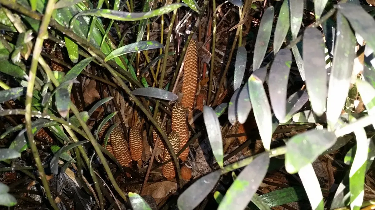 Coontie (Zamia Pumila) — This perennial shrub features feather-like
