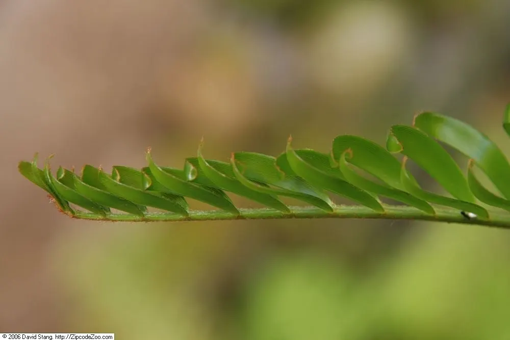 Coontie (Zamia Pumila) — and its prehistoric charm can be highlighted along pathways or in rock gardens; native to the southeastern United States